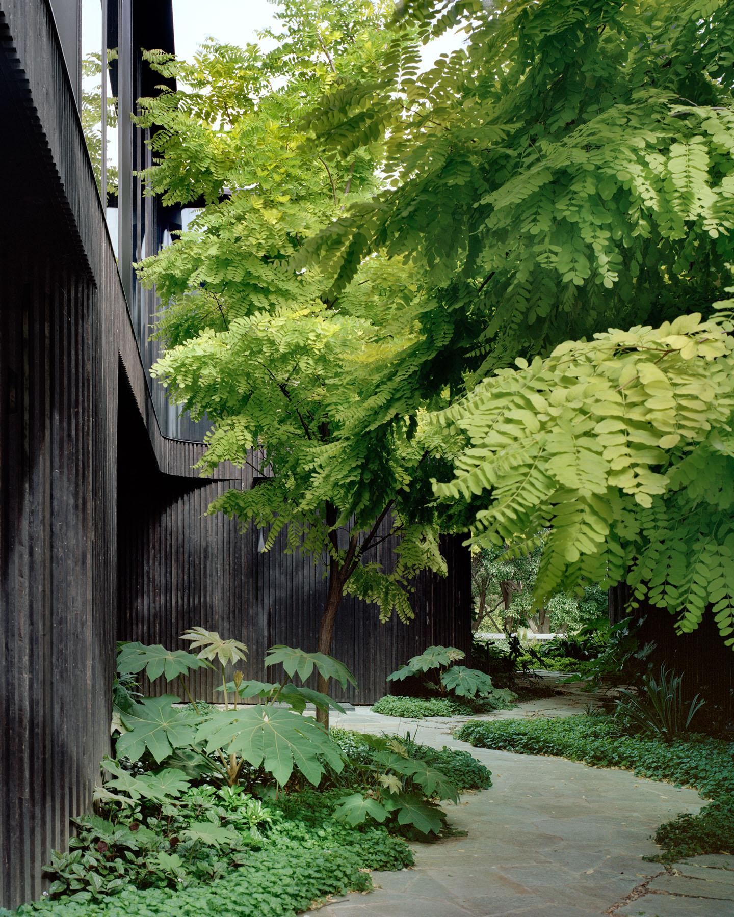 树冠住宅(Canopy House)